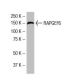 RAPGEF6 Antibody (BA-17) - Western Blotting - Image 33570 
