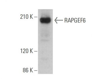 RAPGEF6 Antibody (F-8) - Western Blotting - Image 359260