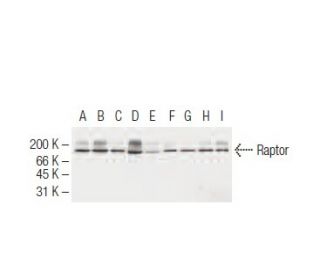 Raptor Antibody (10E10) - Western Blotting - Image 62949
