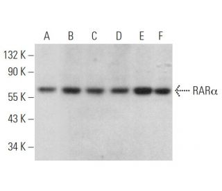RAR&alpha;/Retinoic Acid Receptor &alpha; Antibody (C-1) - Western Blotting - Image 375889 