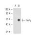 RARγ/Retinoic Acid Receptor γ Antibody (G-1) - Western Blotting - Image 48800 