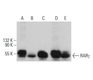 RAR&gamma;/Retinoic Acid Receptor &gamma; Antibody (H-6) - Western Blotting - Image 376571 