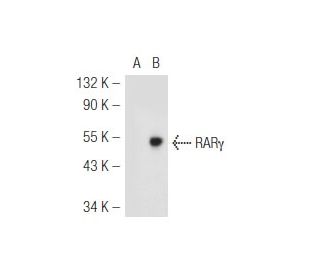 RARγ/Retinoic Acid Receptor γ Antibody (G-1) - Western Blotting - Image 48800Each CRISPR/Cas9 Knockout (KO) Plasmid product consists of a pool of 3 plasmids designed to ensure identification and cleavage of a specific gene for maximum knockout efficiency. Each plasmid encodes a unique 20 nt sequence derived from the GeCKO (v2) library.
