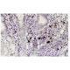 RASGEF1C Antibody (6E12) - Immunohistochemistry - Image 35939 