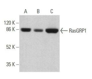 RasGRP1 Antibody (A-7) - Western Blotting - Image 359711