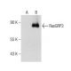 RasGRP3 Antibody (B-1) - Western Blotting - Image 158466