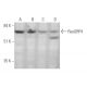 RasGRP4 Antibody (E-2) - Western Blotting - Image 349050