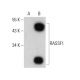 RASSF1 Antibody (A-2) - Western Blotting - Image 384671 