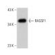 RASSF1 Antibody (A-2) - Western Blotting - Image 385198