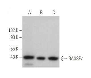 RASSF7 Antibody (C-6) - Western Blotting - Image 372120 