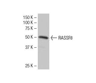 RASSF8 Antibody (4B1) - Western Blotting - Image 33584 