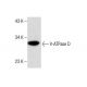 V-ATPase D Antibody (A-11) - Western Blotting - Image 287906