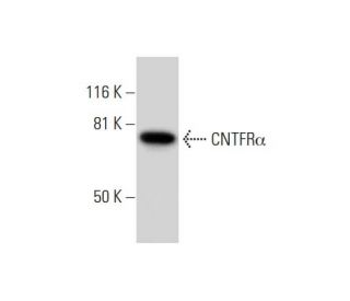 CNTFRα Antibody (F-2) - Western Blotting - Image 292976 