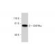 CNTFRα Antibody (F-2) - Western Blotting - Image 292976 