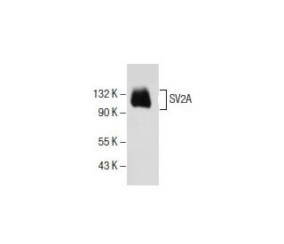 SV2A Antibody (E-8) - Western Blotting - Image 154678 