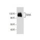 SV2A Antibody (E-8) - Western Blotting - Image 154678 