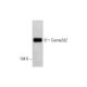 Cacna2d2 (H-210): sc-66822. Western blot analysis of Cacna2d2 expression in rat cerebellum tissue extract.