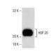 rat heart extract: sc-2393. Western blot analysis of HSP 20... 