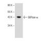 rat kidney extract: sc-2394. Western blot analysis of G6Pase-alpha expression...