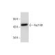 rat kidney extract: sc-2394. Western blot analysis of FucT-VII expression... 