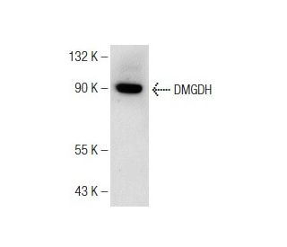 rat liver extract: sc-2395. Western blot analysis of DMGDH expression... 
