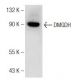 rat liver extract: sc-2395. Western blot analysis of DMGDH expression... 