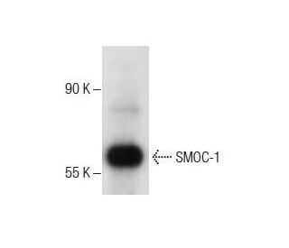 rat ovary extract: sc-2399. Western blot analysis of SMOC-1 expression... 