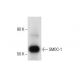 rat ovary extract: sc-2399. Western blot analysis of SMOC-1 expression... 