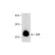 Odf1 Antibody (E-11) - Western Blotting - Image 286770
