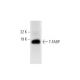 T-FABP Antibody (D-8) - Western Blotting - Image 289535 