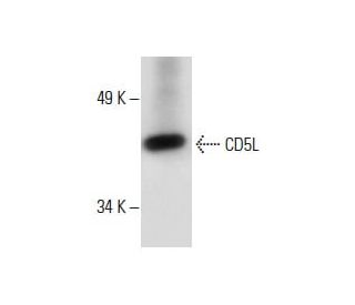 CD5L Antibody (D-11) - Western Blotting - Image 288627 