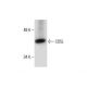 CD5L Antibody (D-11) - Western Blotting - Image 288627 