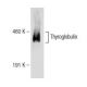 Thyroglobulin Antibody (D-9) - Western Blotting - Image 146833