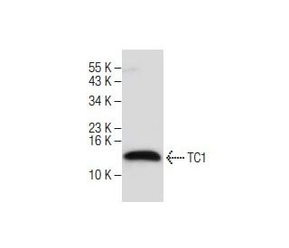 TC1 (C-13): sc-98165. Western blot analysis of TC1 expression in rat thyroid tissue extracts. 