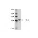 RAW 264.7 nuclear extract: sc-24961. Western blot analysis of FHL-5...