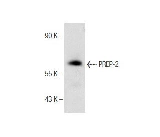 RAW 264.7 nuclear extract: sc-24961. Western blot analysis of PREP-2... 
