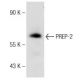 RAW 264.7 nuclear extract: sc-24961. Western blot analysis of PREP-2... 