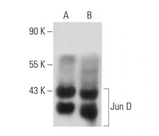 RAW 264.7 + PMA nuclear extract: sc-24962. Western blot analysis...