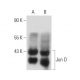 RAW 264.7 + PMA nuclear extract: sc-24962. Western blot analysis...