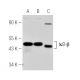 RAW 264.7 Whole Cell Lysate: sc-2211. Western blot analysis of...
