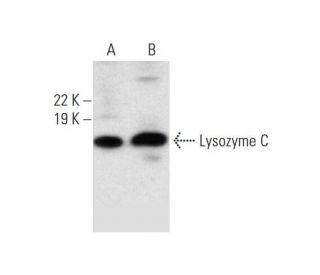 RAW 264.7 Whole Cell Lysate: sc-2211. Western blot analysis of... 