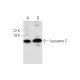 RAW 264.7 Whole Cell Lysate: sc-2211. Western blot analysis of... 