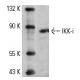 RAW 309 Cr.1 Cell Lysate: sc-3814. Western blot analysis of...