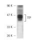 RAW 309 Cr.1 + LPS Cell Lysate: sc-24770. Western blot...