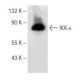RAW 309 Cr.1 + LPS Cell Lysate: sc-24770. Western blot... 
