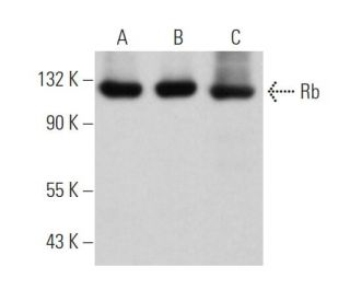 Rb Antibody (C-2) - Western Blotting - Image 373404 