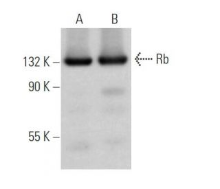 Rb Antibody (H-2) - Western Blotting - Image 373438 