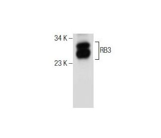 RB3 Antibody (B-11) - Western Blotting - Image 159886 