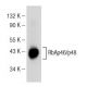RbAp46/p48 Antibody (G-8) - Western Blotting - Image 146819