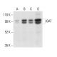 rBAT Antibody (G-5) - Western Blotting - Image 404140